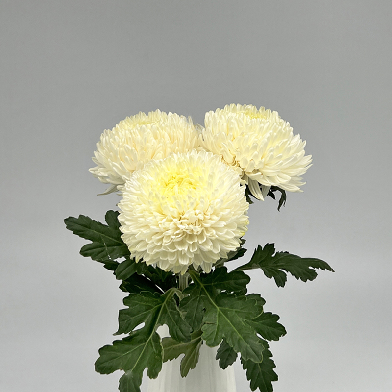 Peony Mums White