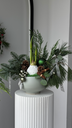 Amaryllis Bulb Christmas Composition 