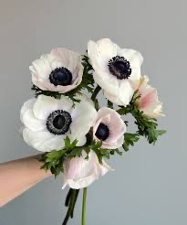 Anemone white