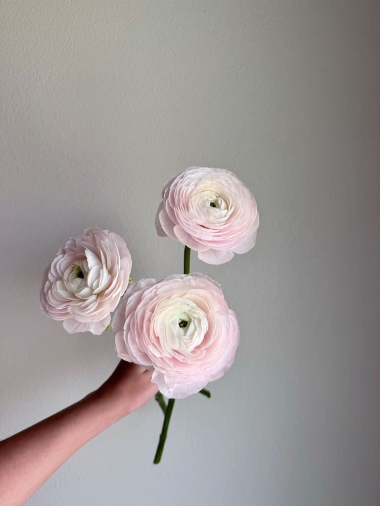 Ranunculus Hanoi pink 